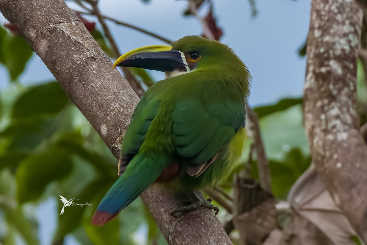 cesarangeltrips's tweet photo. Es un pequeño que se oculta con facilidad en el follaje, pero cuando se deja ver, presenta esa forma característica de los tucanes, representado en su pico, con detalles en sus plumas que emocionan. 

Tucancito Esmeralda
Emerald Toucanet
Aulacorhynchus albivitta
@elnidodelcondo1 https://t.co/XpAVhlodfL