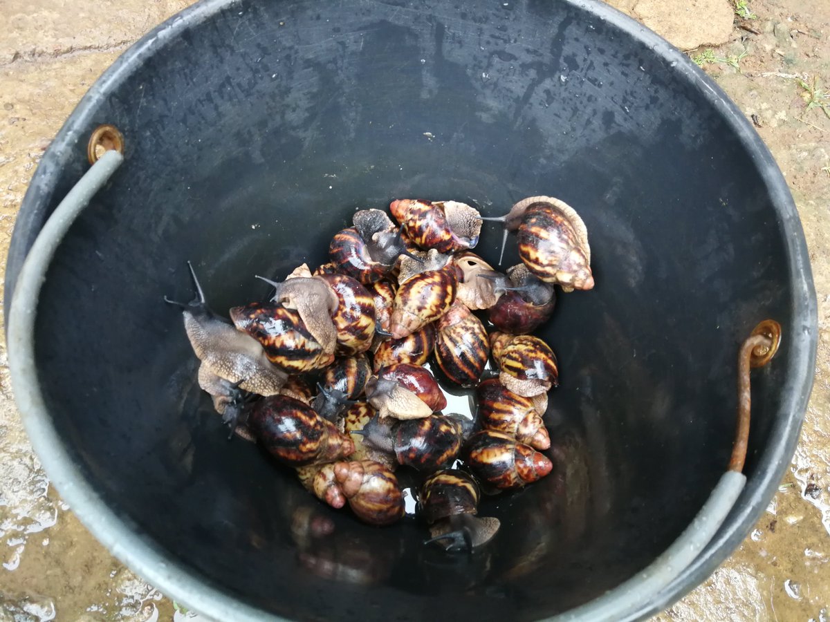 #snail farming as an #economicalternative for #youngprofessionals in the <a href="/CED_Cameroun/">Centre pour l'Environnement et le Développement</a>. a lesser resource can save a #household. let's make #nature our powerful #ally
<a href="/jvecmr/">JVE Cameroun</a> <a href="/FOLUCoalition/">Food and Land Use Coalition</a> <a href="/GYBN_CBD/">Global Youth Biodiversity Network (GYBN)</a> <a href="/cbd/">Christy Dennison</a>