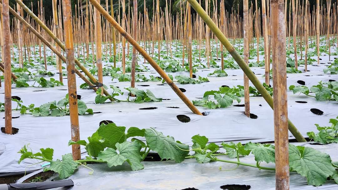 Kabar Indonesia Petang...

Dalam budidaya melon, biaya paling gede ada ditenaga kerja, dng cara teknologi irigasi sperti ini bs meminimalisir biaya tenaga krj n tanaman bs lbh maksimal.

Rakyat harus tahu itu