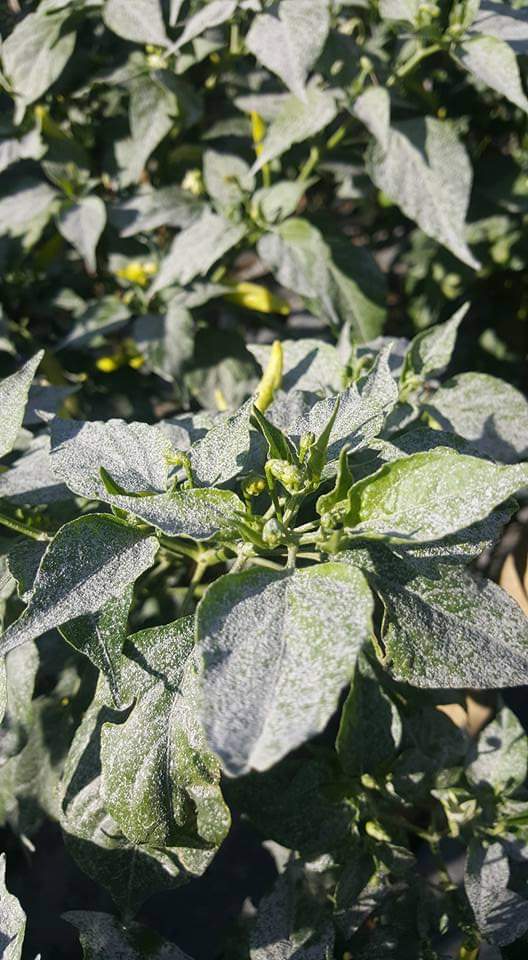 Bijimane dng abu vulkanik gunung merapi yg mengenai lahan pertanian? Dlm waktu dekat proses pertumbuhan tanemam akan terganggu, tp dalam jangkau panjang meningkatkan kesuburan tanah.