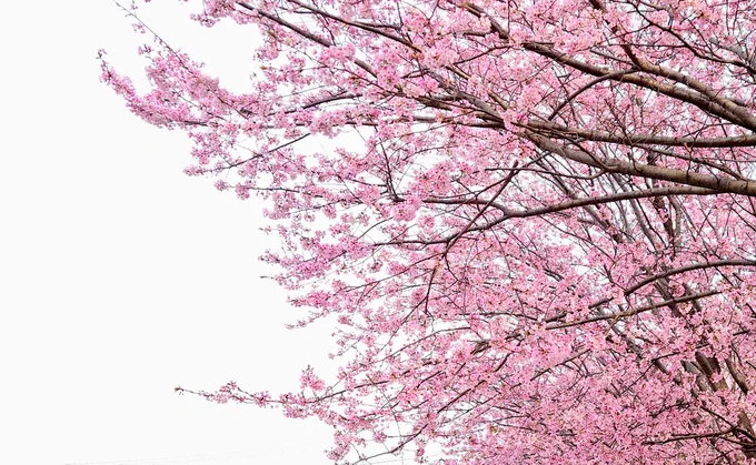 蜂須賀桜を観に行ったら満開だった 