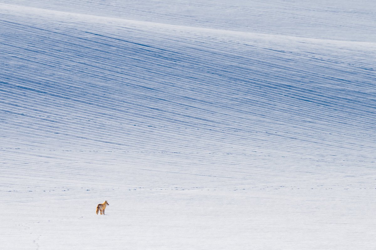 northern_inoue's tweet photo. Wild Fox Chase
 - どこへいくんだろう。 https://t.co/kSVeECbxCC