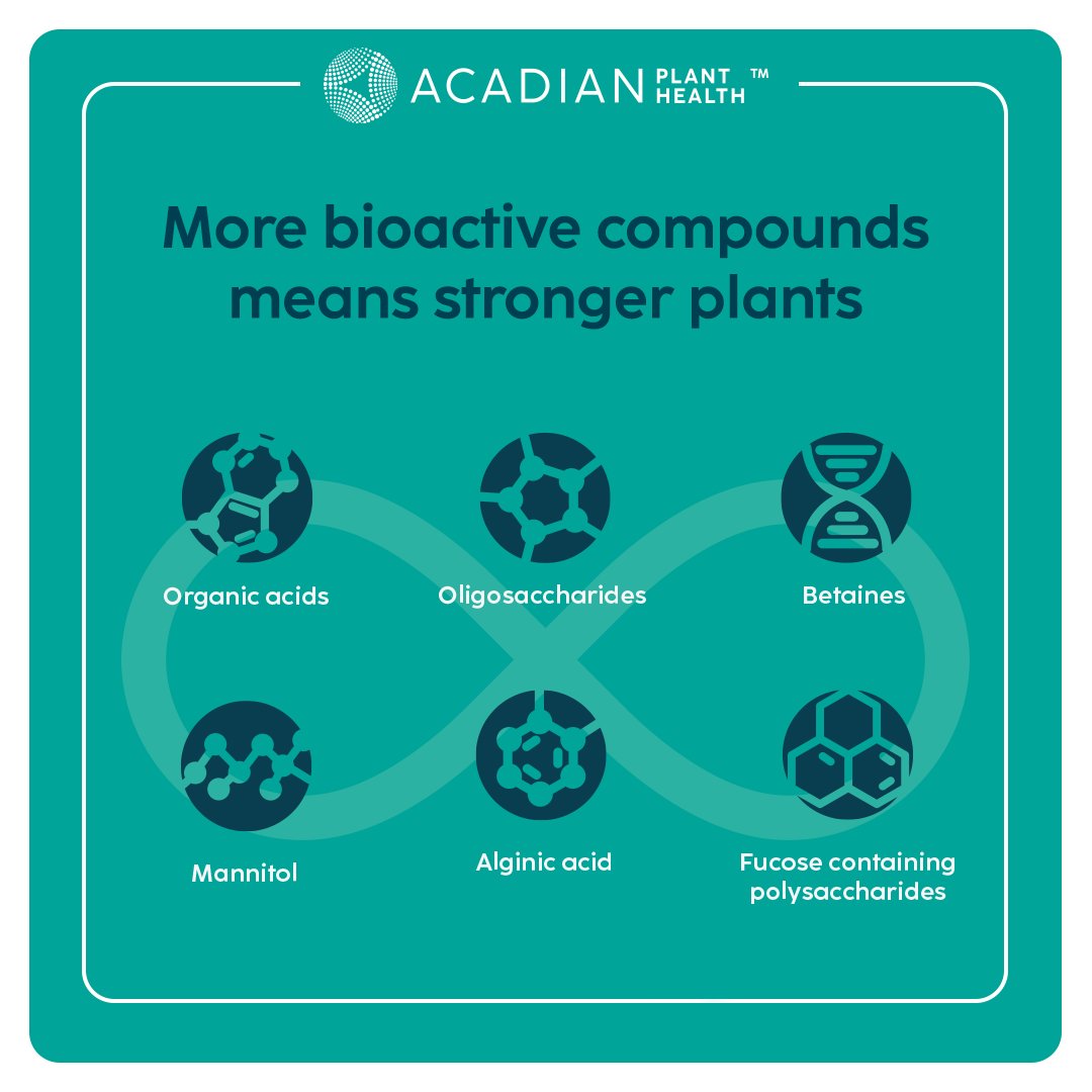Did you know that APH extracts have a rich concentration of bioactive compounds? Our customized extraction process liberates more pure and bioactive compounds in the Ascophyllum nodosum seaweed, which helps to grow stronger plants. Learn more: bit.ly/3ycVGnH #farming