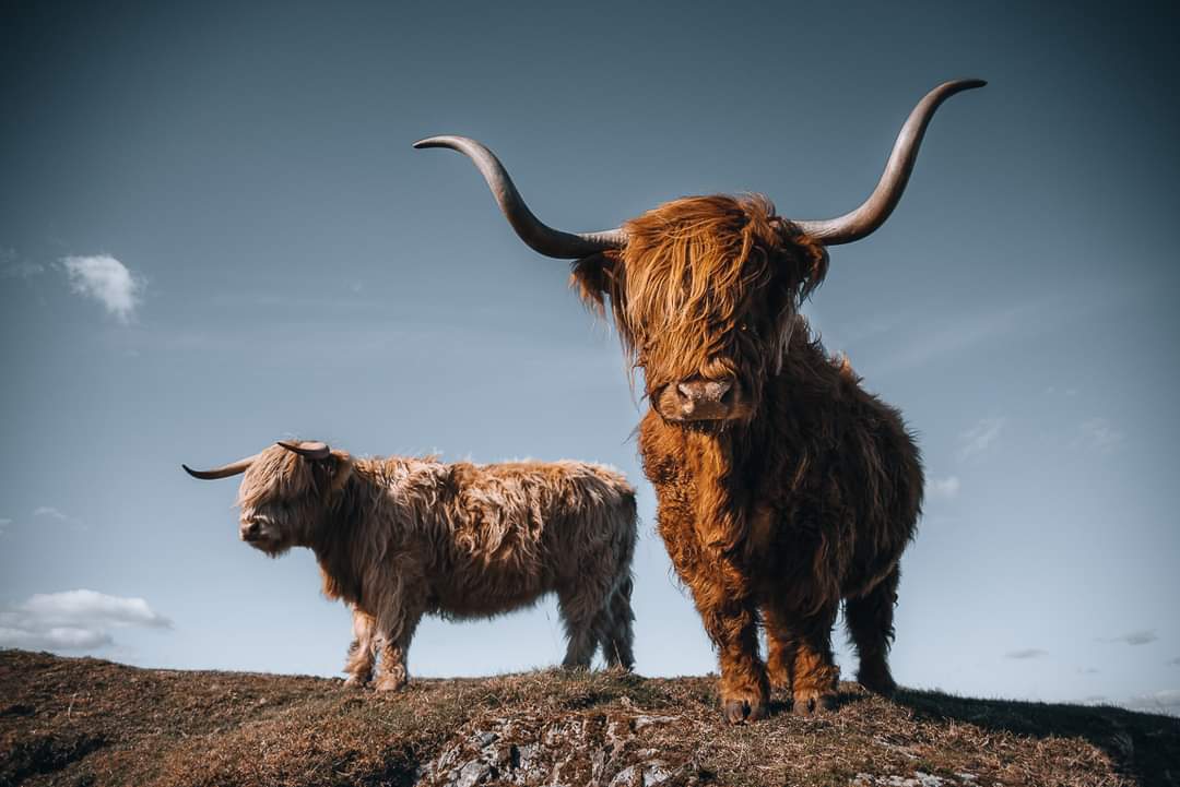 Alba Experiences (@albaexperiences) on Twitter photo One of our favourite places to visit in Scotland has to be <a href="/KitchenCoosEwes/">Kitchen Coos And Ewes</a> . A great day out for all the family.
#fortheloveofscotland #scotlandisnow #highlandcoos
<a href="/VisitScotland/">VisitScotland</a> One of our favourite places to visit in Scotland has to be <a href="/KitchenCoosEwes/">Kitchen Coos And Ewes</a> . A great day out for all the family.
#fortheloveofscotland #scotlandisnow #highlandcoos
<a href="/VisitScotland/">VisitScotland</a>