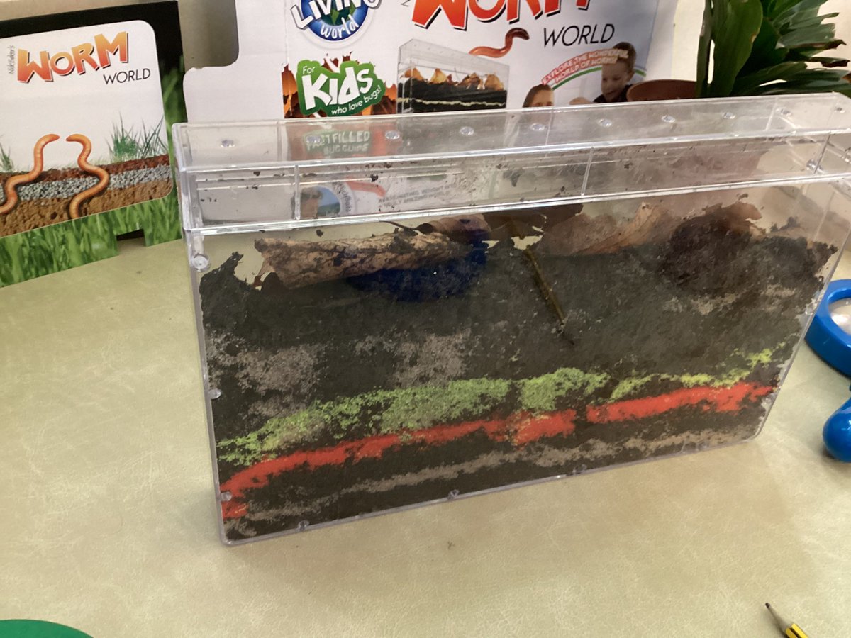 JORPS_1's tweet photo. πͺ±Our EYFS children are curious to find out more about worms. They have shown such awe and wonder when observing the worms in our womery. πͺ±#makinglearningmemorable #askraptors https://t.co/HohrOc0mdK