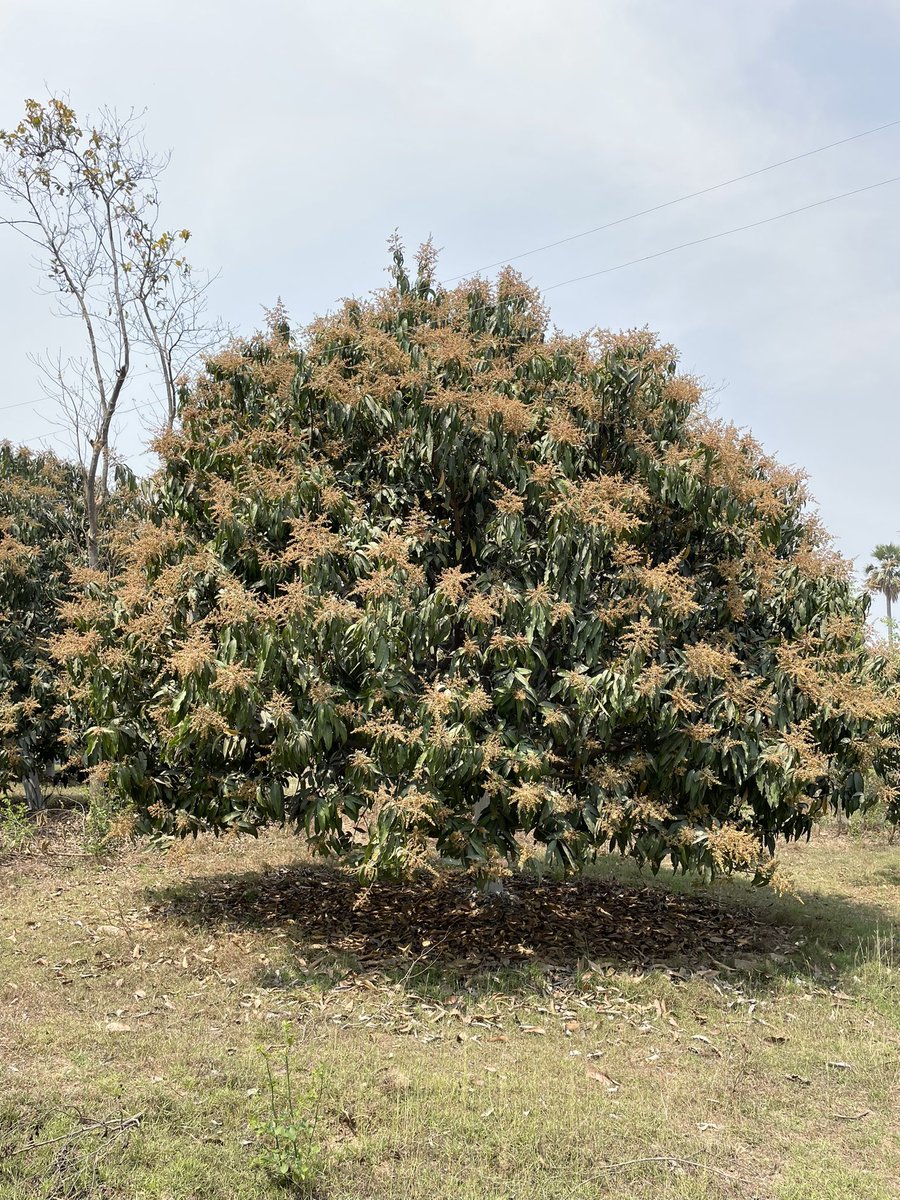ZainShahab_Ind's tweet image. Mango Garden.
#VillageVibes #AgroFarm #MangoFarm