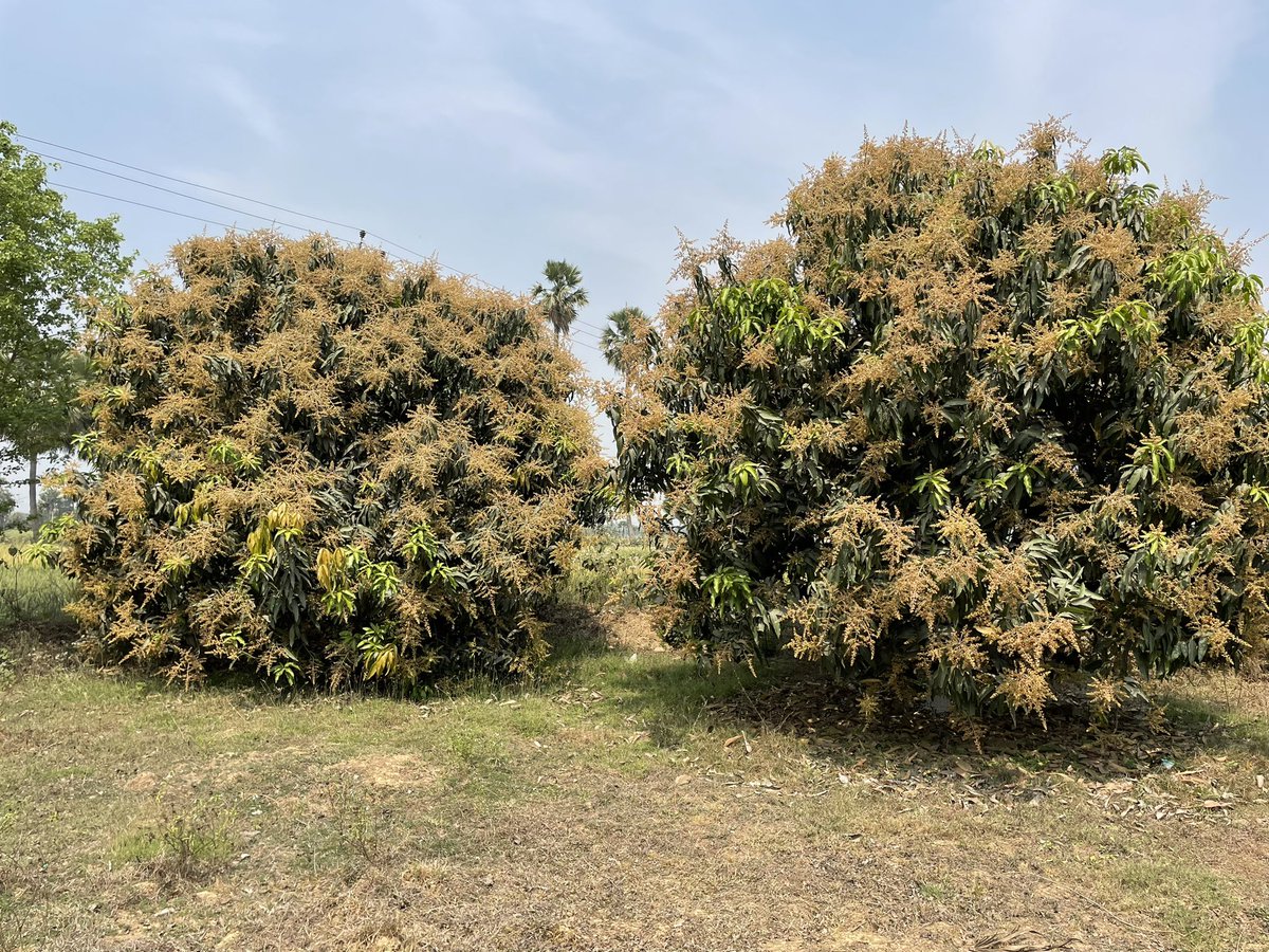 ZainShahab_Ind's tweet image. Mango Garden.
#VillageVibes #AgroFarm #MangoFarm