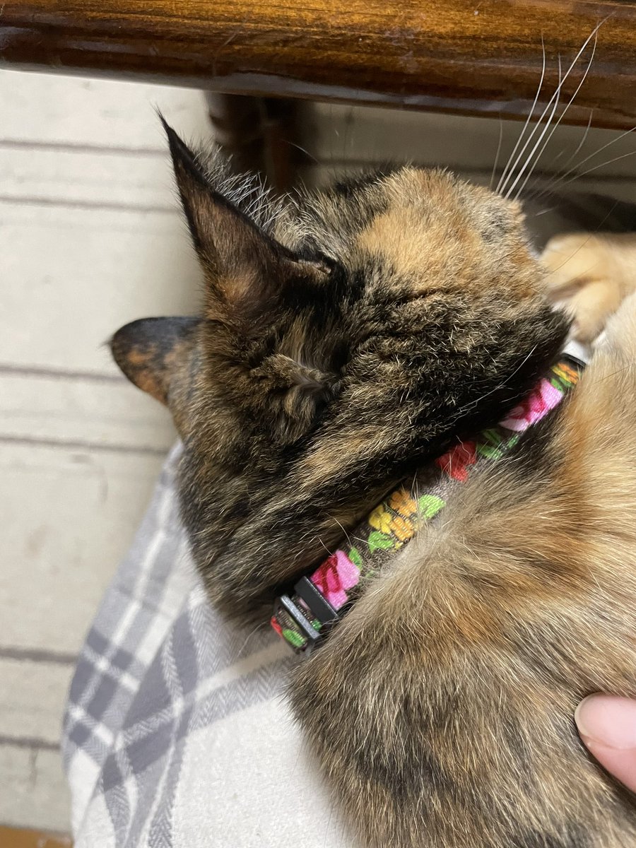 maroshoko's tweet photo. 新しい首輪が超絶似合って可愛さが一億倍になったミカラちゃんです❣️ https://t.co/NLsehBll4A
