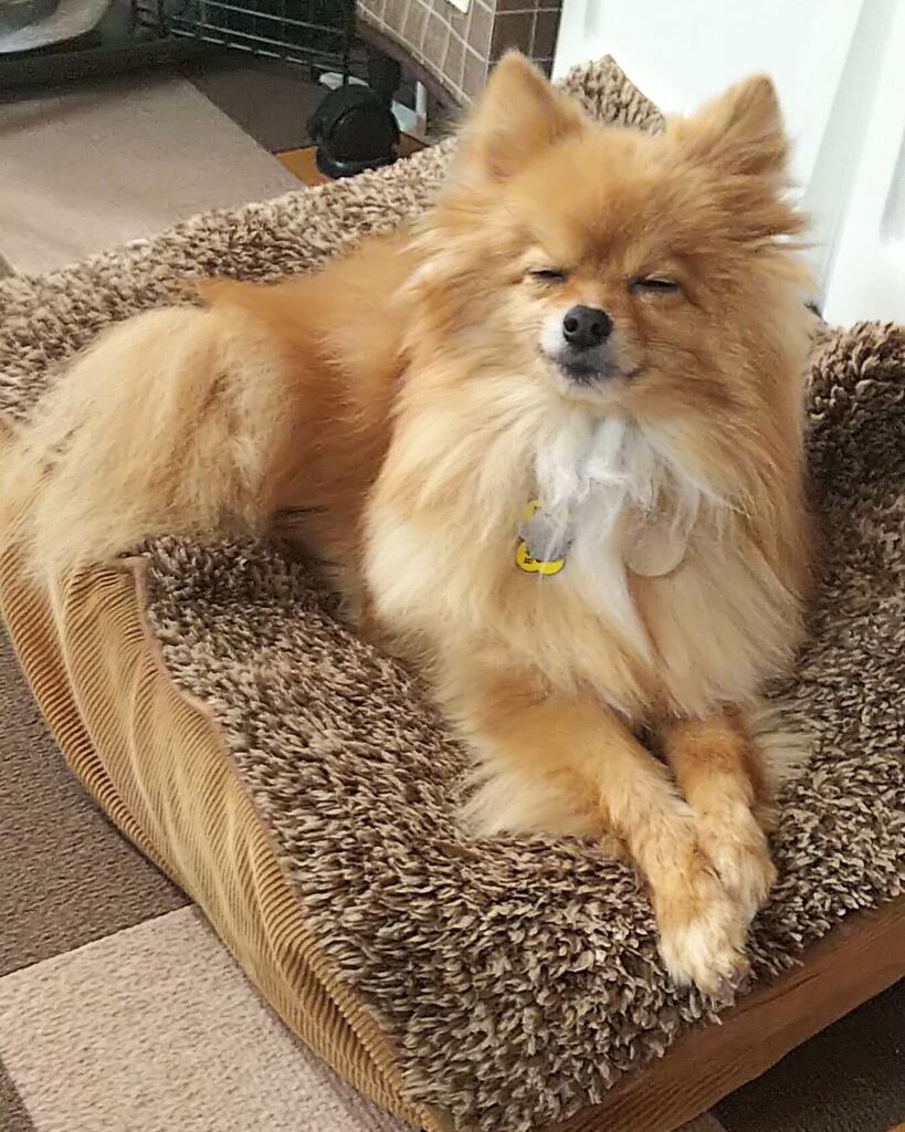 PomeraniRan's tweet photo. go on I’m listening😑. just don’t want to make you feel uncomfortable by staring at you when you speak🙁.
#dog #doglife #doglovers #dogstagram 
#pom #pomeranian #chien #perro 
#ポメラニアン #犬のいる暮らし https://t.co/A2Jy9gIs2x https://t.co/LoANbRu9Mp