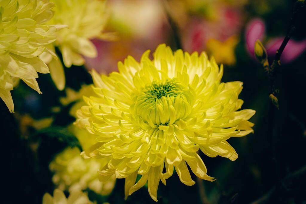 Florist’s Daisy 🌼🪷
.
.
.
.
.
#flowersofinstagram #flowerphotography #floristsdaisy #chrysanthemum #macrophotography #phsgardening #phsflowershow #philadelphiaflowershow #2023flowershow #gardenelectric #paconventioncenter #phillyframes #opticalwander … instagr.am/p/CpxMvLAu8ob/