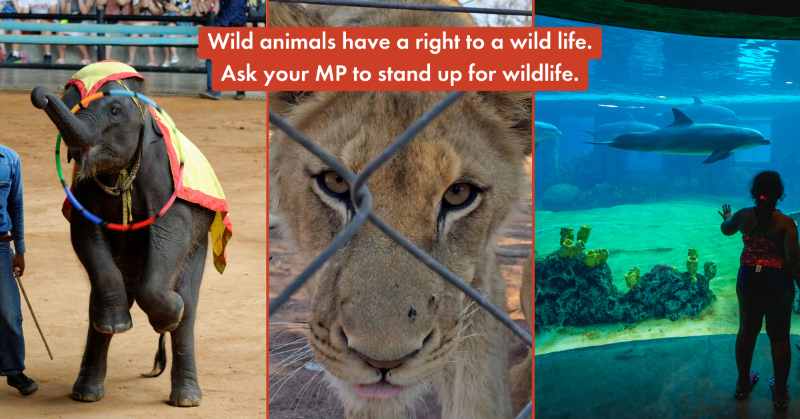 MoveTheWorldUK's tweet photo. 🔔📅 Friday 17th March is a big opportunity in the fight to end wildlife cruelty. Two major Bills to protect animals will be debated in the House of Commons.

Ensure your MP stands up for wildlife protection. Email them today urging them to attend and back these Bills: