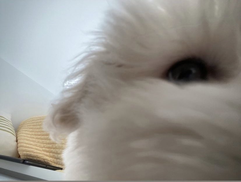 0_429g's tweet image. 하쿠야.......