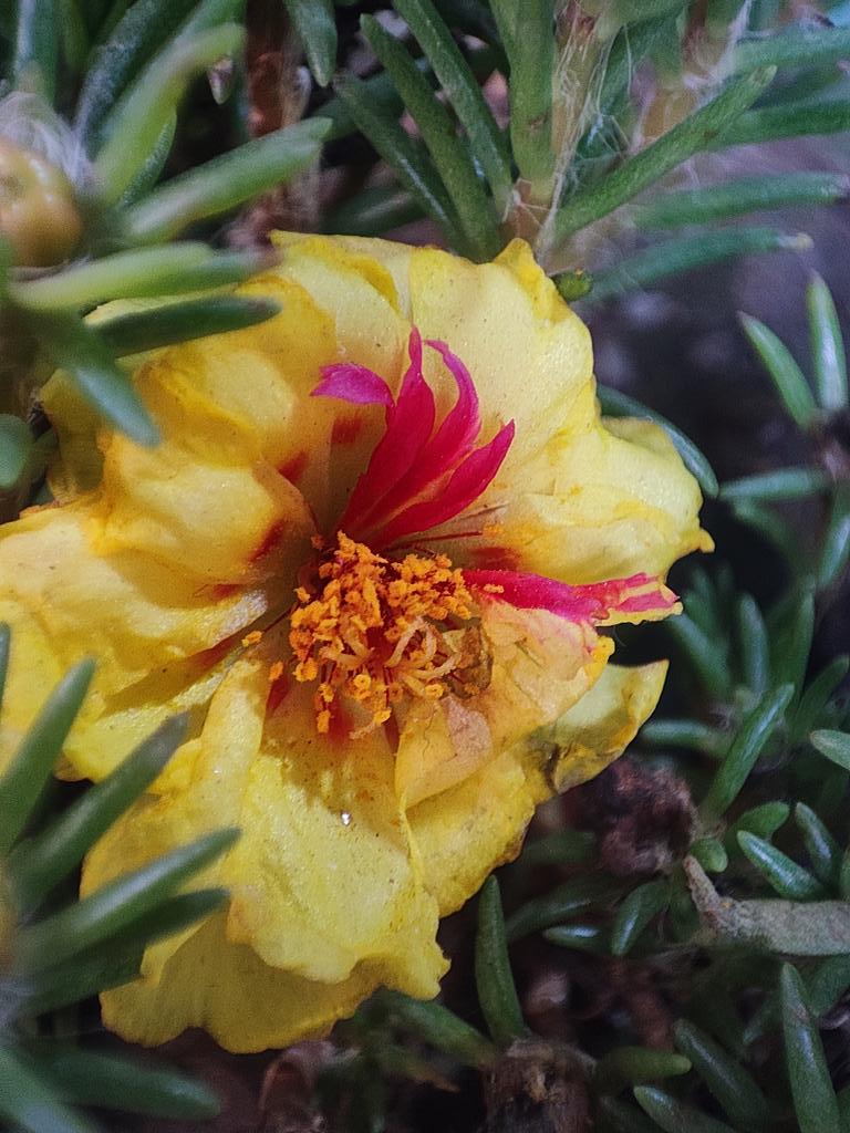 MdSifat012's tweet photo. #Portulaca_Grandiflora
#Gerden_Flower #Nature_Photography 
#Nature #photography #Yellow_Flower #Gardening https://t.co/f60s1cPq3F