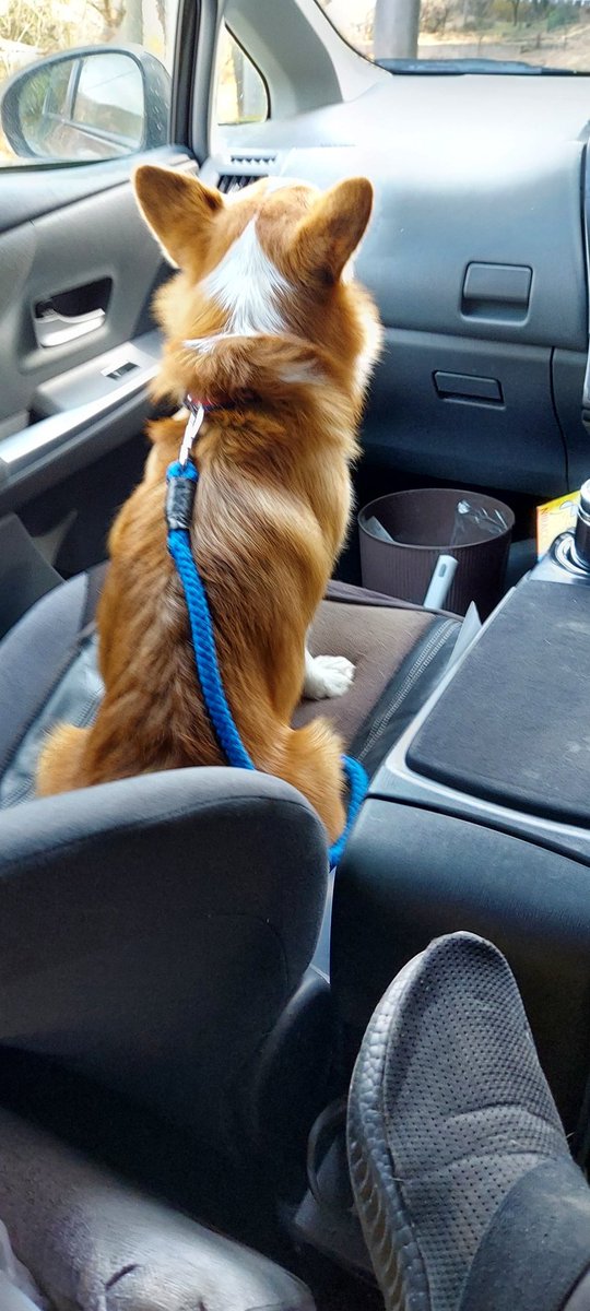 おとんの車だとおりコーギーさんですね😎