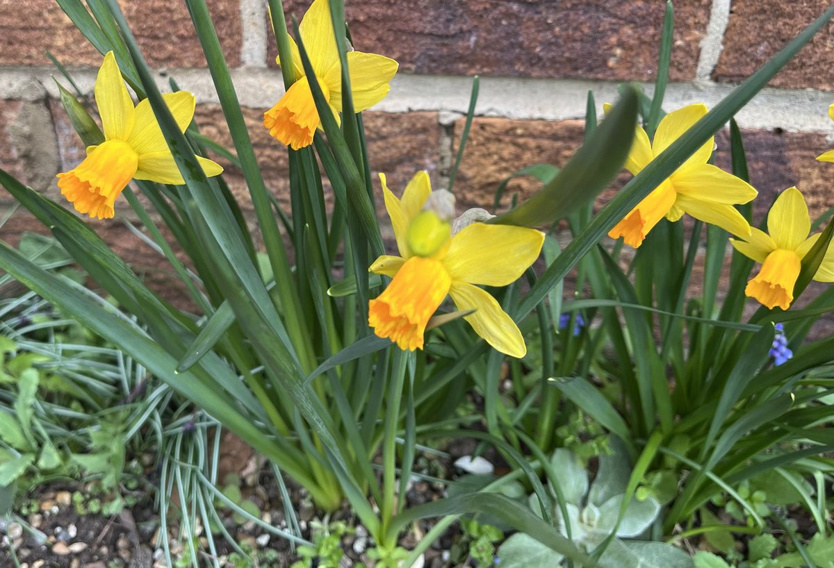 BewickCarol's tweet photo. Glad the cold snap has left my daffs intact #springjoys https://t.co/8GHOEprdUG