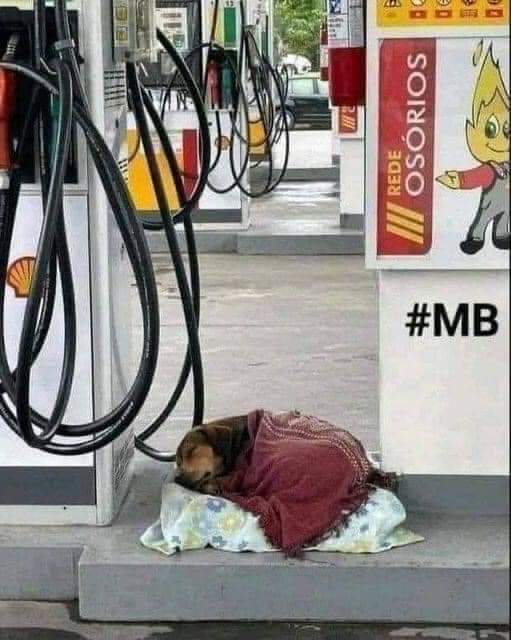 He lived at the gas station and spent hours there. 🐕 The man who owned the station decided to make him a bed. He immediately laid down and spent hours on his new bed happily sleeping. The owner is now in the process of adopting and taking him home!

Animals deserve respect 🙏❤