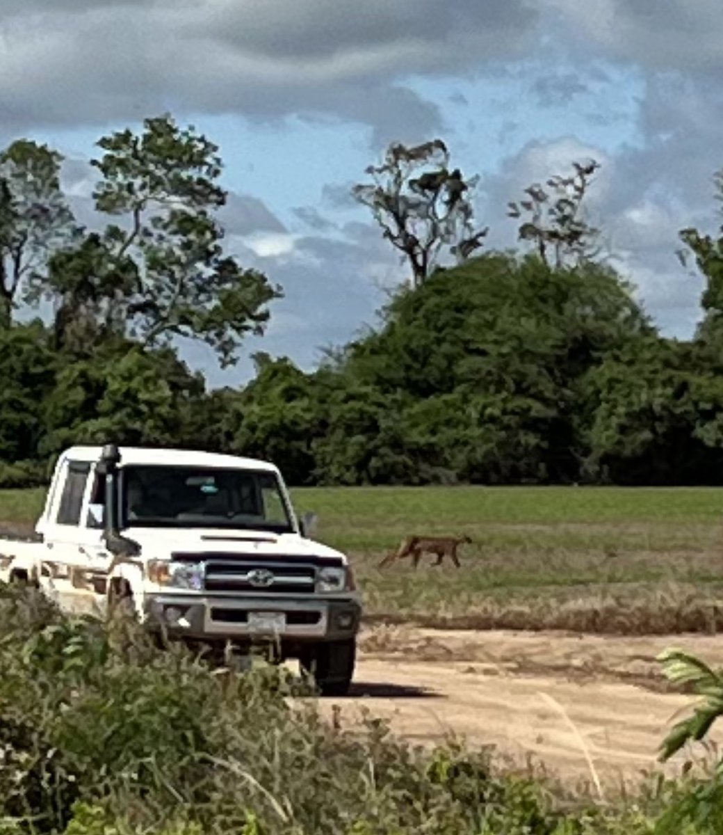 Not often one gets to see one of these in the wild! Good kitty 😬 #puma #bigcat #Bolivia #agro #plant23