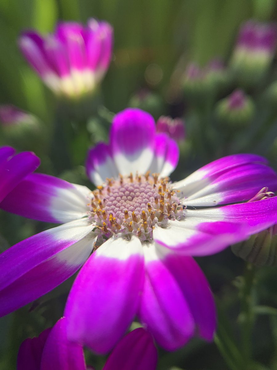 parkergdam's tweet photo. @3la_shoots #flowershots https://t.co/Rq60qzTk2Q