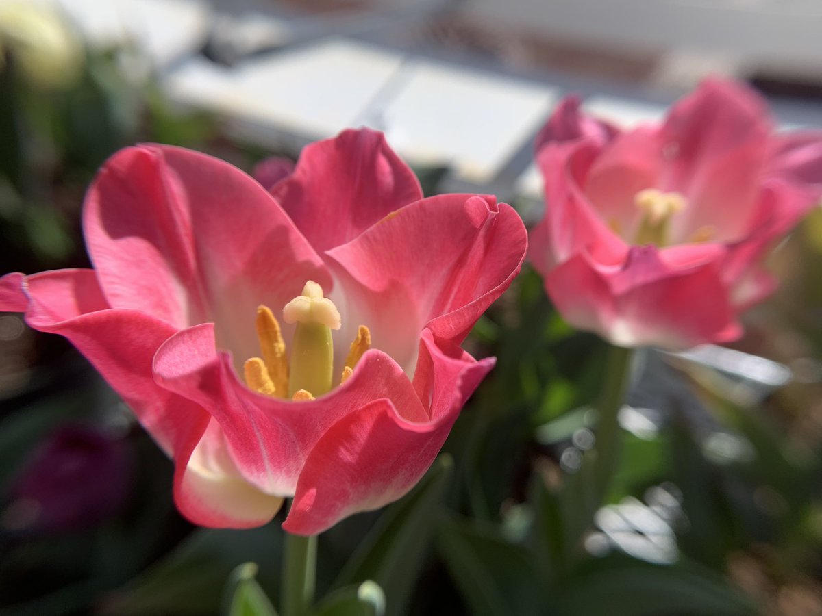 parkergdam's tweet photo. @3la_shoots #flowershots https://t.co/Rq60qzTk2Q