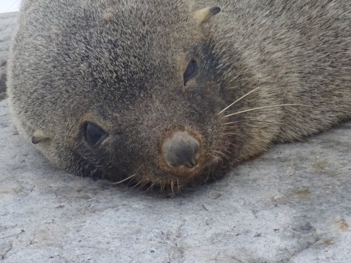 allfornature's tweet photo. #Antarctica dag 4,5. Langs het schiereiland door de #GerlacheStrait richting zuiden. Gevuld met ezelspinguïns, Ant.pelsrobben, leopard seal, bultruggen, crab eater & weddellseals van wel heel dichtbij… #Hondius https://t.co/36fpOkwqsu