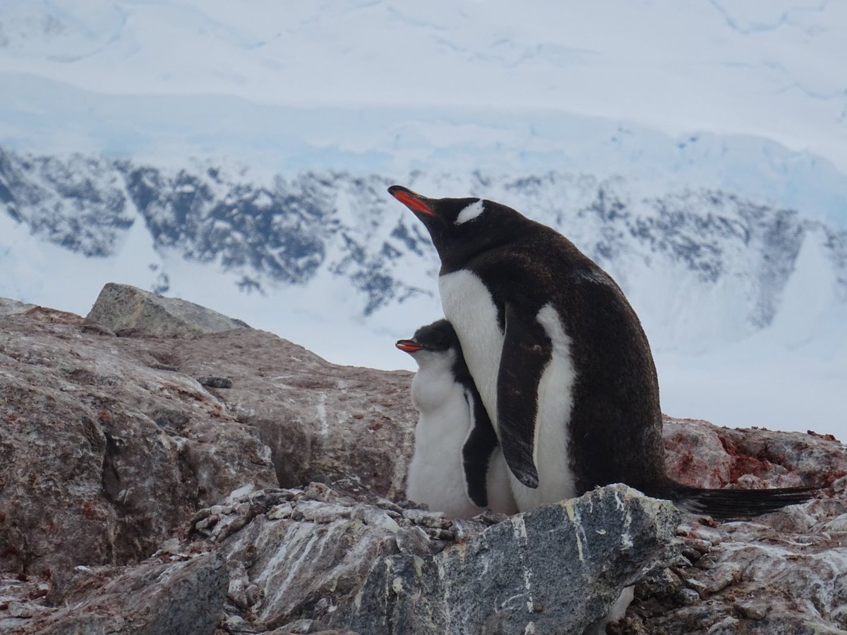 allfornature's tweet photo. #Antarctica dag 4,5. Langs het schiereiland door de #GerlacheStrait richting zuiden. Gevuld met ezelspinguïns, Ant.pelsrobben, leopard seal, bultruggen, crab eater & weddellseals van wel heel dichtbij… #Hondius https://t.co/36fpOkwqsu