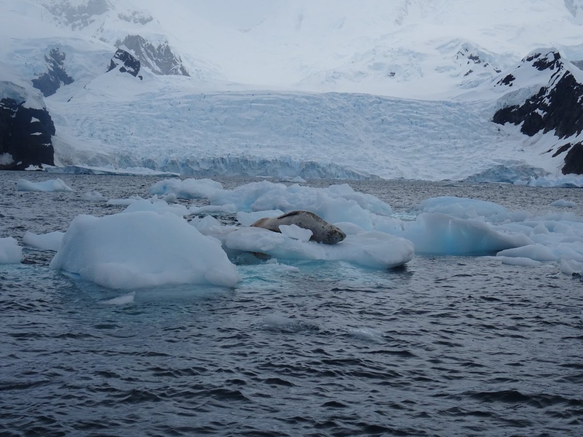 allfornature's tweet photo. #Antarctica dag 4,5. Langs het schiereiland door de #GerlacheStrait richting zuiden. Gevuld met ezelspinguïns, Ant.pelsrobben, leopard seal, bultruggen, crab eater & weddellseals van wel heel dichtbij… #Hondius https://t.co/36fpOkwqsu