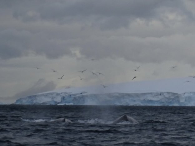 allfornature's tweet photo. #Antarctica dag 4,5. Langs het schiereiland door de #GerlacheStrait richting zuiden. Gevuld met ezelspinguïns, Ant.pelsrobben, leopard seal, bultruggen, crab eater & weddellseals van wel heel dichtbij… #Hondius https://t.co/36fpOkwqsu