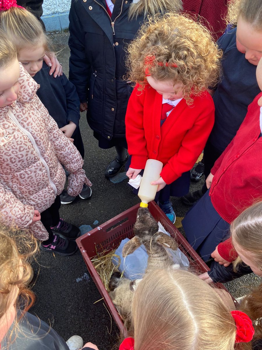 We had two special visitors in school this morning. Thanks to Deirdre and Anna Phelan for allowing the girls to pet and feed the beautiful baby lambs❤️