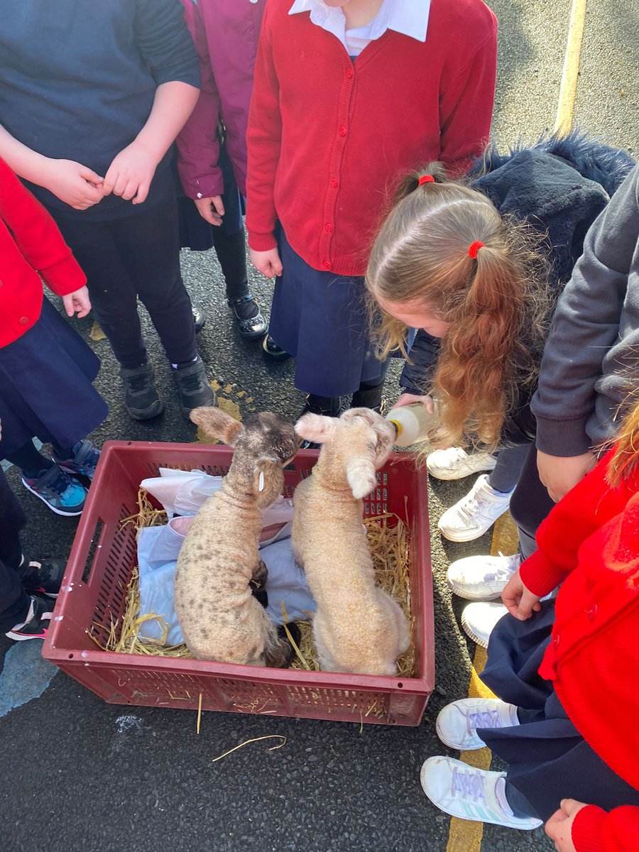 bhride_scoil's tweet photo. We had two special visitors in school this morning. Thanks to Deirdre and Anna Phelan for allowing the girls to pet and feed the beautiful baby lambs❤️ https://t.co/Qck4mJeSwN