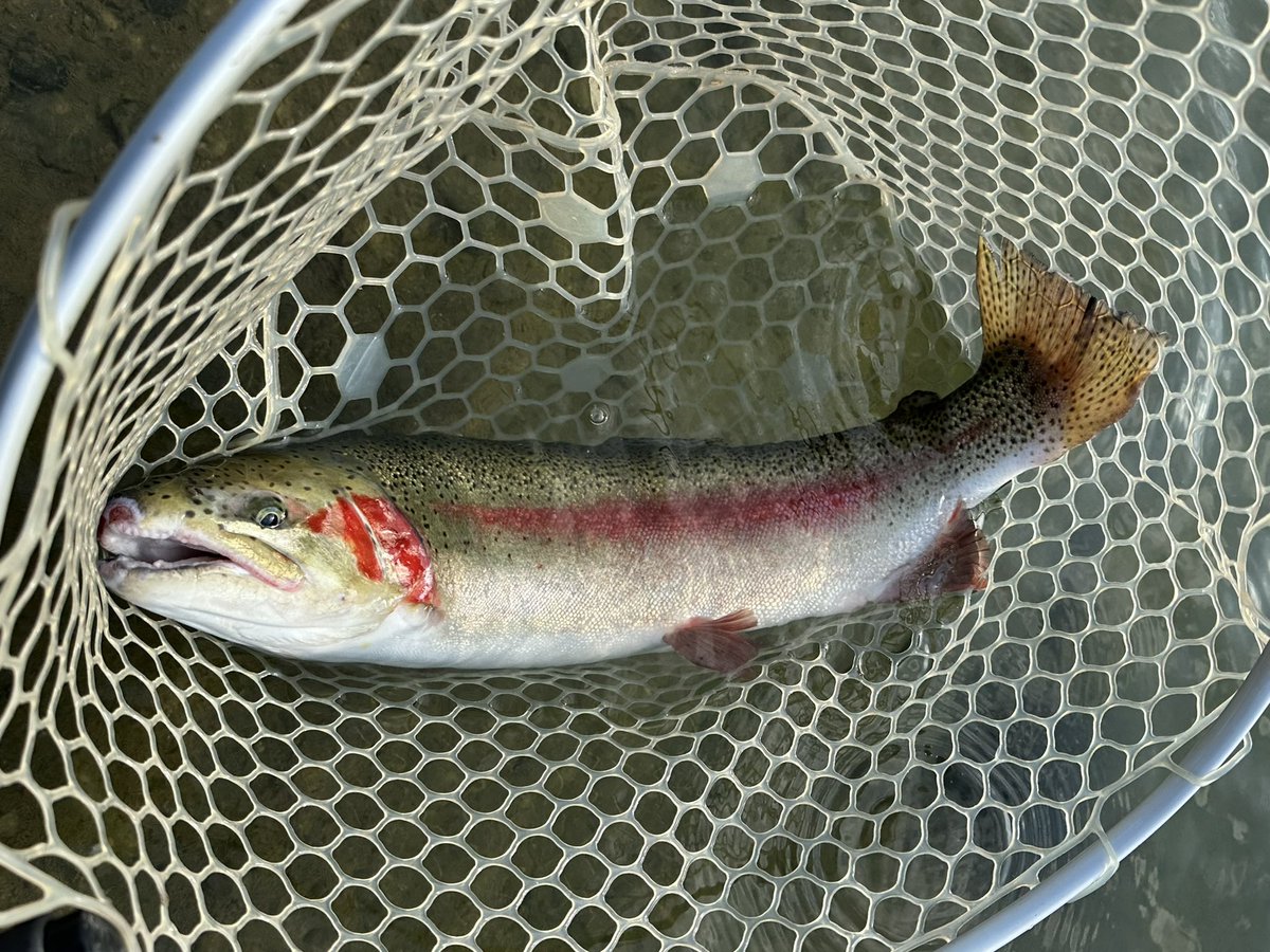 x999_9's tweet image. 今日の秋川湖🎣
FG62TT&amp;amp;AIRITYの入魂完了㊗️
60upもGET❗️
朝夕はプチ爆でした💦

#秋川湖 
#Daiwa 
#AIRITY 
#FG62TT