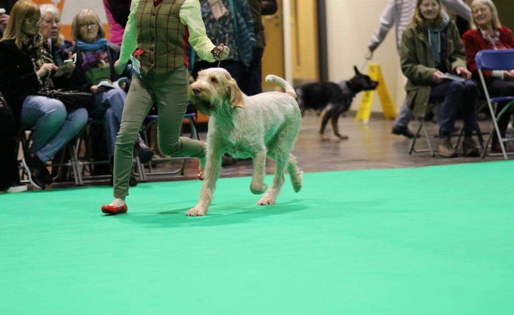 Philatic's tweet photo. @healthypetclub Montague is One today but here he is strutting his stuff at Crufts last week (Third in class) 🏵 https://t.co/5K260rPaBW