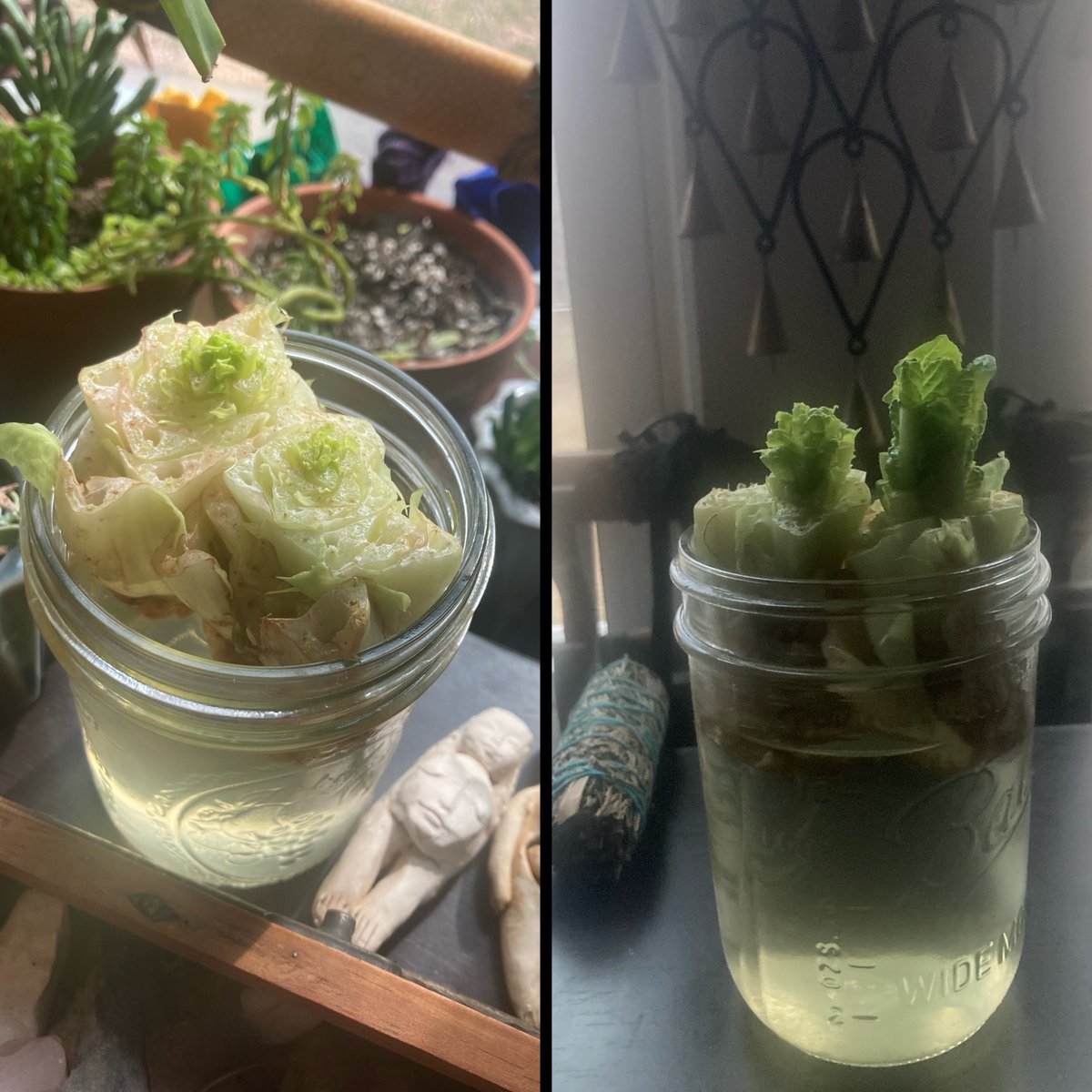 isallalietai's tweet photo. So I’ve been regrowing my own lettuce 4 days in now and preparing my garden. I already got my seedling planted😁 I’ll be posting my garden this year I’m building a fence to keep those damn deers out. Stay tuned 😁 #gardening #diy #scrapcooking #farming #selfsufficient https://t.co/eLbbGMig5c