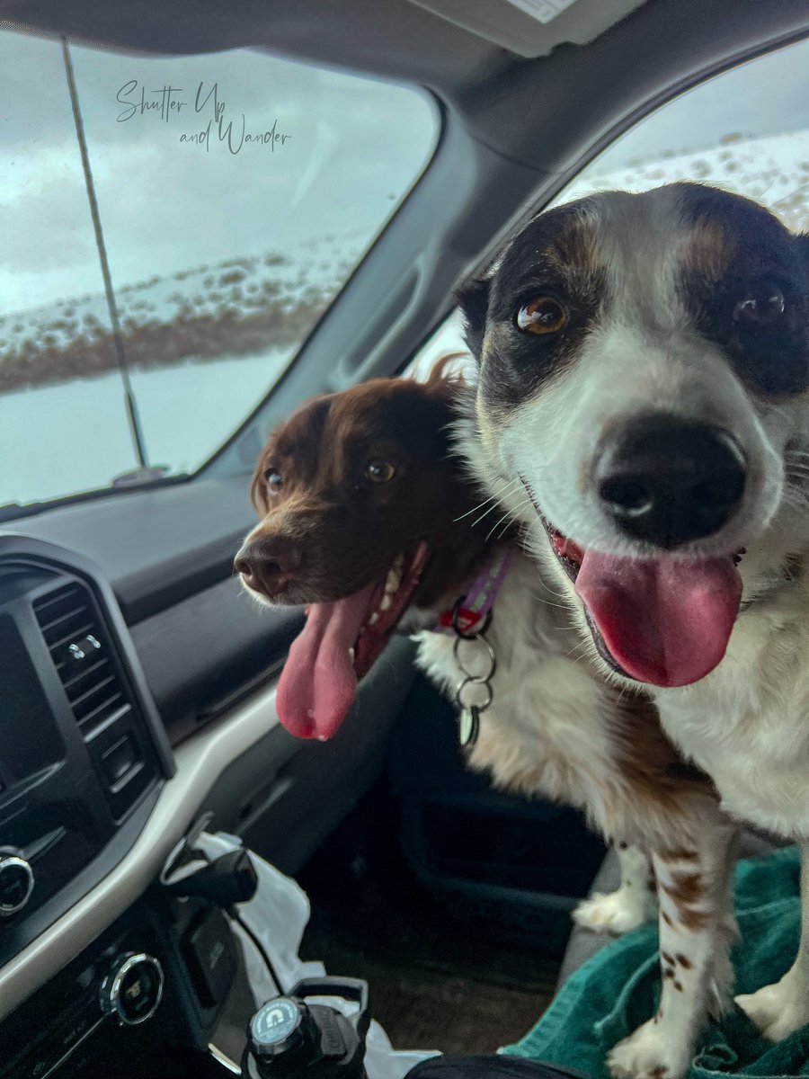 shutterupwander's tweet photo. Tongue Out Tuesday!  Happy pups!  #theletichronicles #headedout #bestfriends https://t.co/gt0eCZRdJf