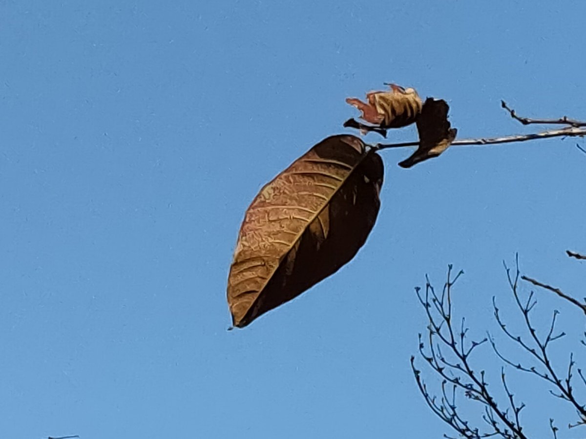 leaves and sky