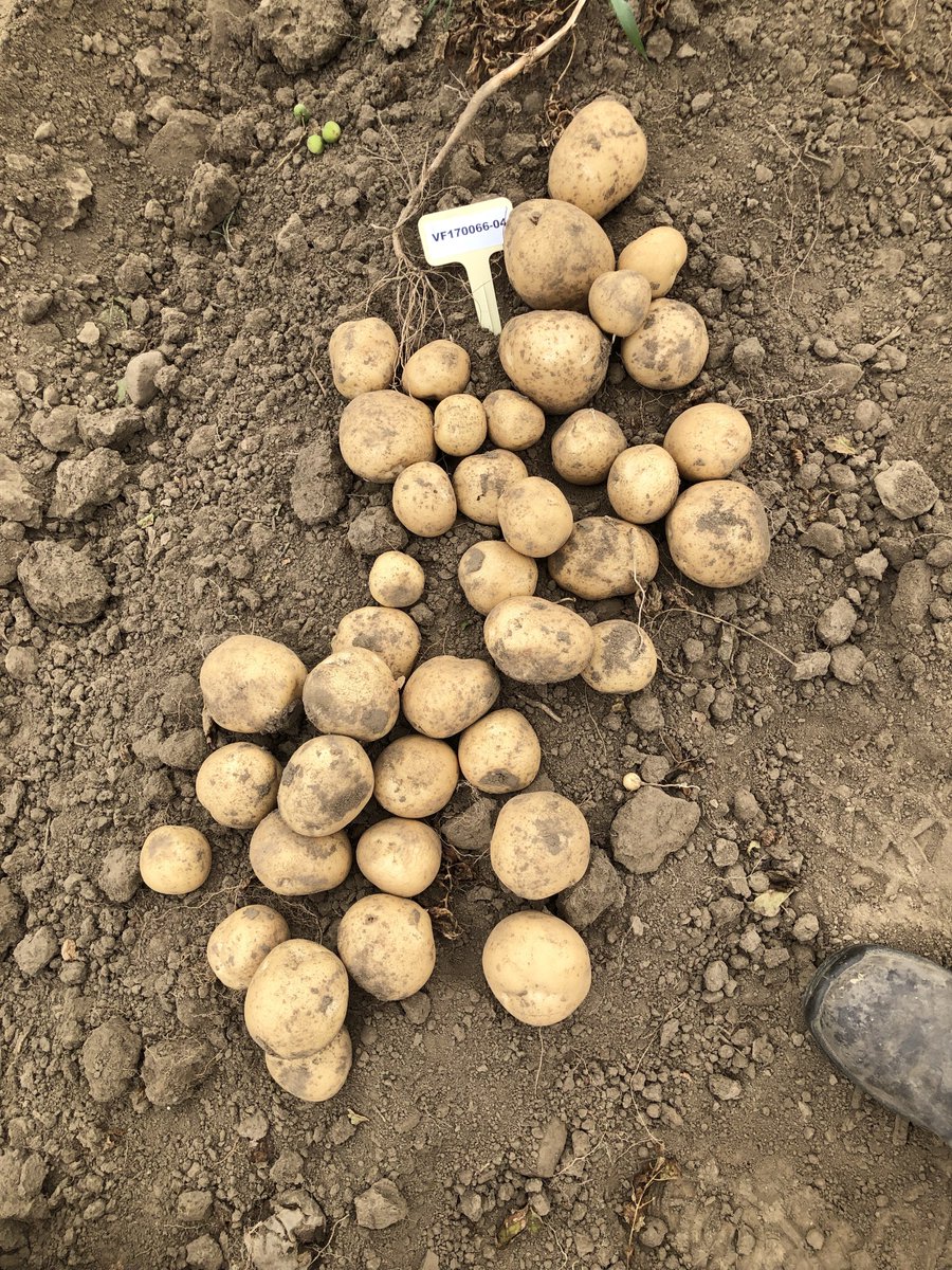 Happy #nationalpotatochipday ! We celebrate #potato chips all year long with our #research. Look at these new chip variety prospects! #CdnAgPartnership #ontag #Cdnag