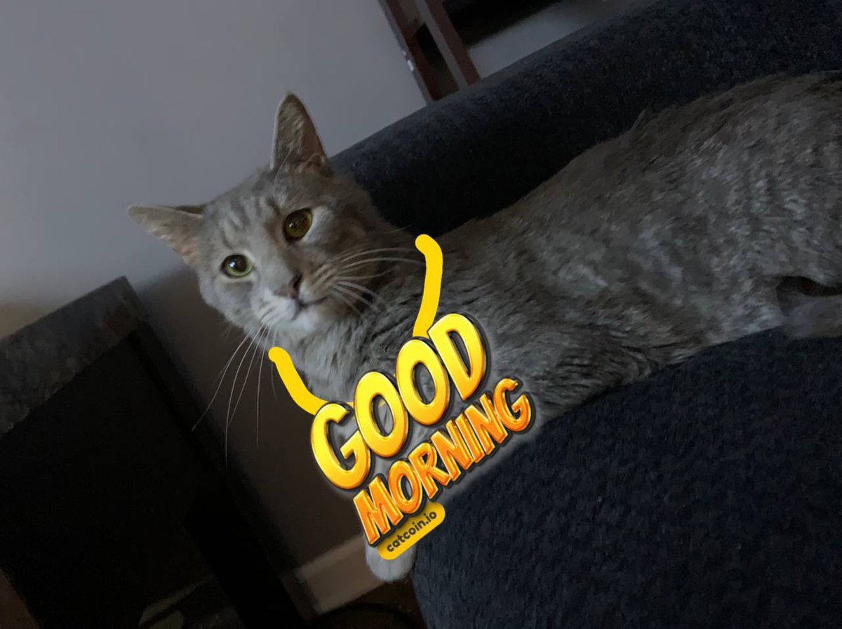 Positive_Chalie's tweet image. Good morning Manuel🙏  Come help us gain more at @officialcatcoin #catcoin help us show the world who we are and what we are about 🙏