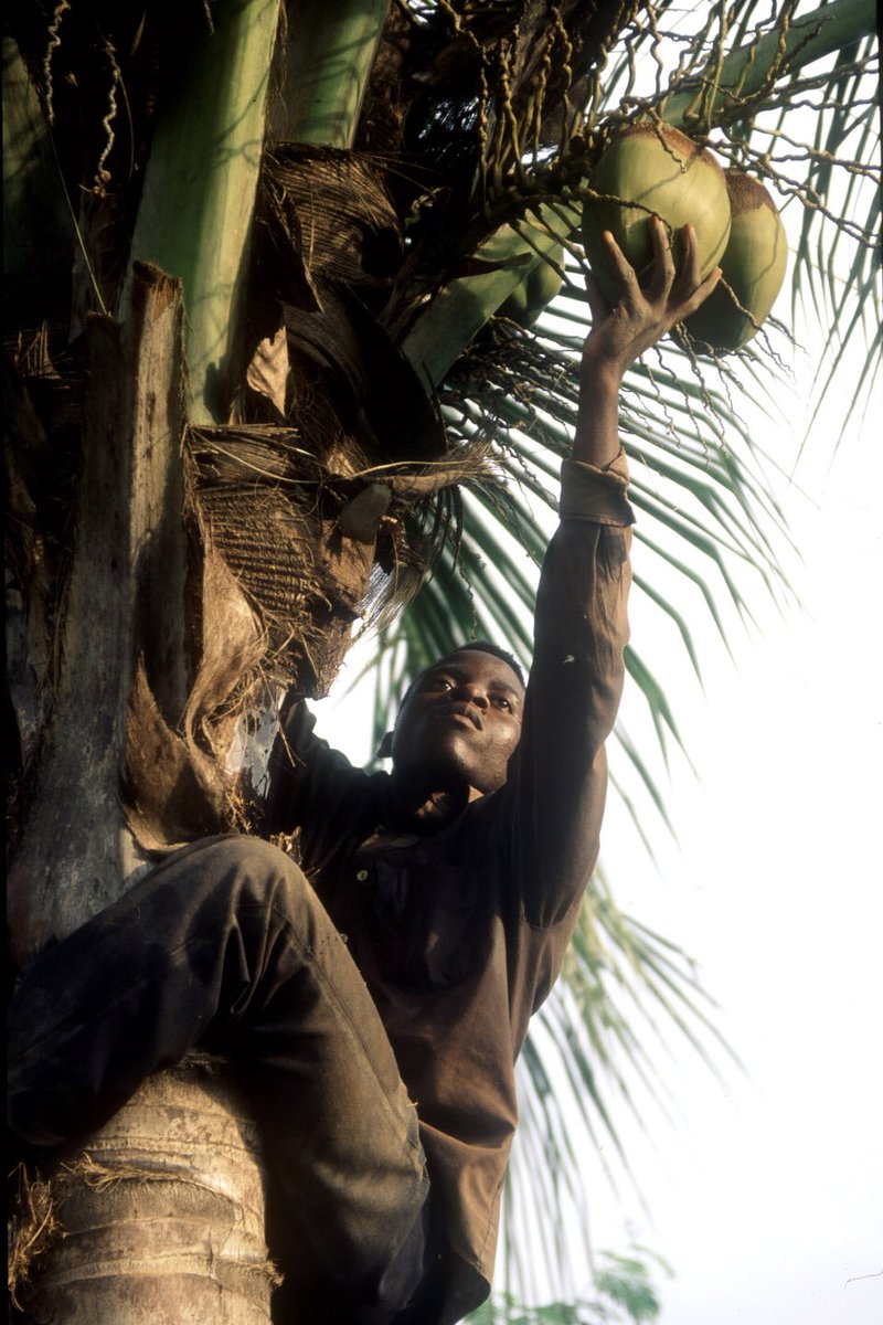 FAO in the Caribbean (@faocaribbean) on Twitter photo 🇱🇨In #StLucia, #coconut farmers, cooperatives, extension officers, ministry personnel, <a href="/CARDIcaribbean/">CARDI Caribbean</a> et al are engaging in coconut production training with <a href="/FAOCaribbean/">FAO in the Caribbean</a> Tree Crop Expert Dr Abel Reboucas to help develop the country's coconut value chain. #valuechains4change 🇱🇨In #StLucia, #coconut farmers, cooperatives, extension officers, ministry personnel, <a href="/CARDIcaribbean/">CARDI Caribbean</a> et al are engaging in coconut production training with <a href="/FAOCaribbean/">FAO in the Caribbean</a> Tree Crop Expert Dr Abel Reboucas to help develop the country's coconut value chain. #valuechains4change