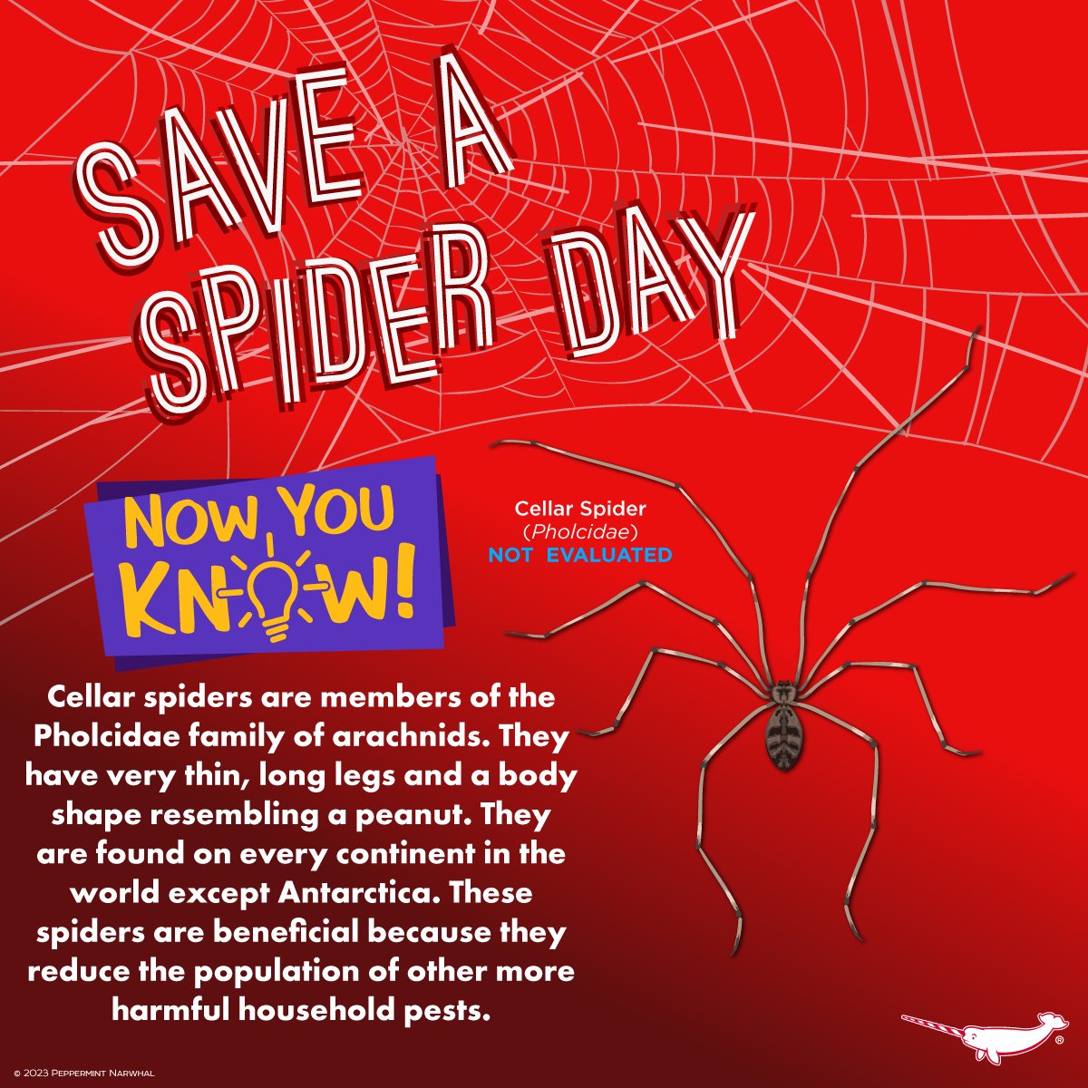 #SaveASpiderDay #NowYouKnow #CellarSpider 

Shop the #PeppermintNarwhal store:
peppermintnarwhal.com

#PhocidSpider #Spider #Pholcidae