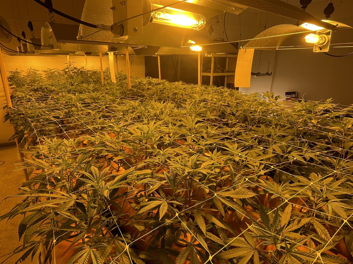 cbdpwr's tweet image. Switching to flower cycle 😍
#czech #hemp #cbdpower