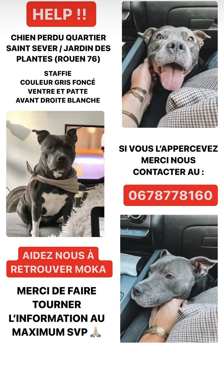 WoD 🥷🏼 (@wod_54) on Twitter photo Amis de Rouen, besoin de la magie de Twitter pour retrouver cette petite bête. Contactez moi ou bien <a href="/FloChak/">Florian Chakiachvili</a> , une famille aimante la recherche depuis plus de 24h 🙏🏼
Partagez svp ♻️ Amis de Rouen, besoin de la magie de Twitter pour retrouver cette petite bête. Contactez moi ou bien <a href="/FloChak/">Florian Chakiachvili</a> , une famille aimante la recherche depuis plus de 24h 🙏🏼
Partagez svp ♻️