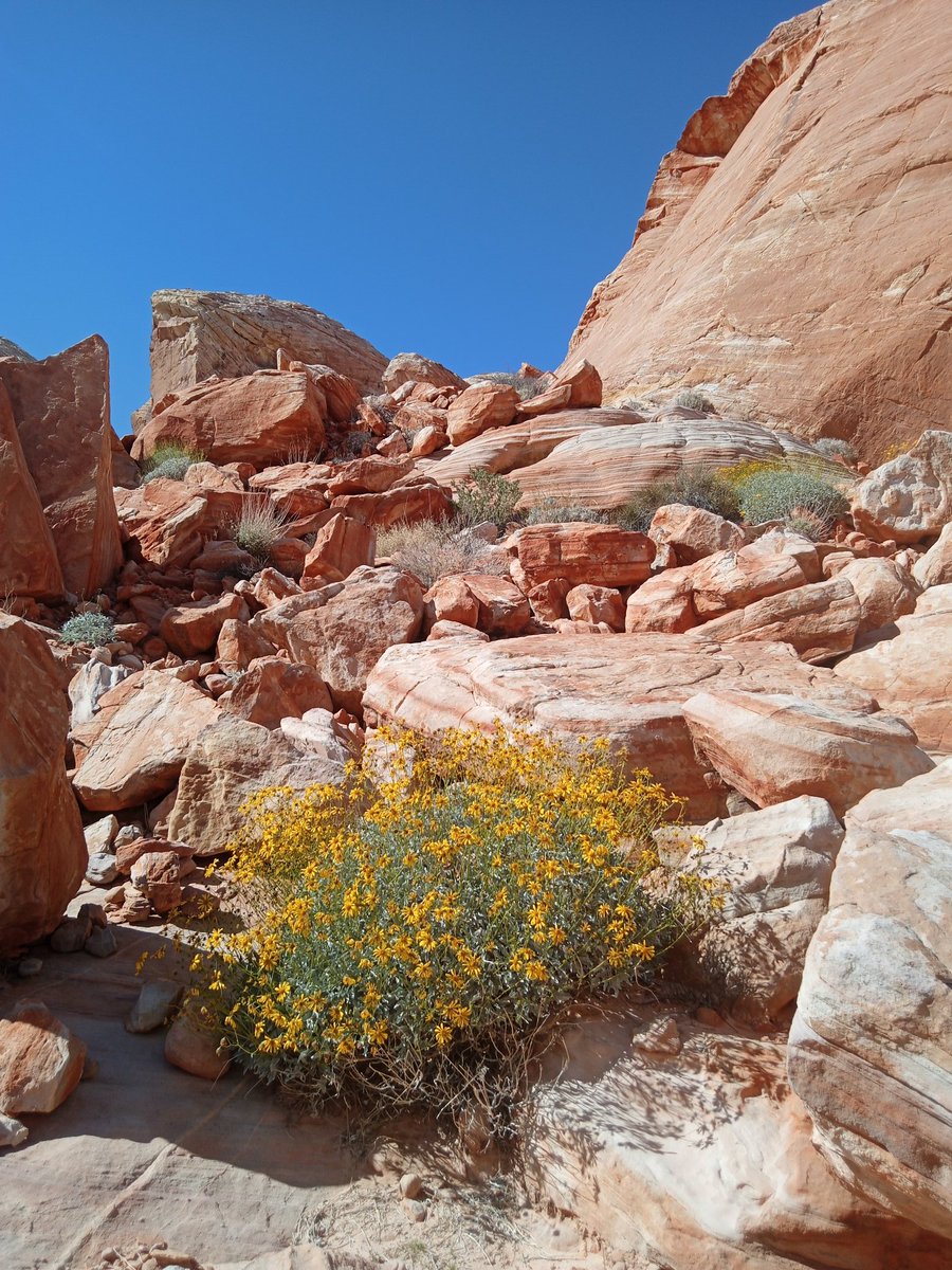 thisguyisbi's tweet photo. @iamdiamondbanks Valley of Fire or White Rock Canyon to the Colorado River. "Red Rock" is for amateurs and overcrowded. https://t.co/yIM8oDOqsu
