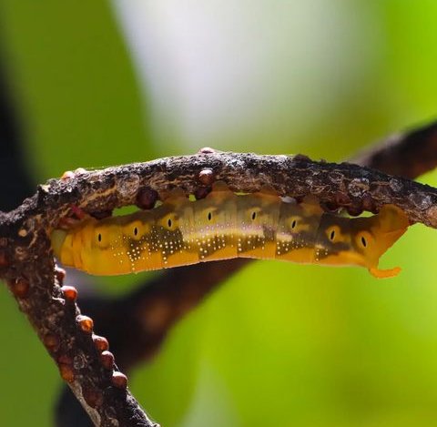 LordWarJS1's tweet photo. Je huyu kiumbe anafahamika kwa jina gani?
🐛🐛🐛🐛 https://t.co/iWPSO1VKYQ