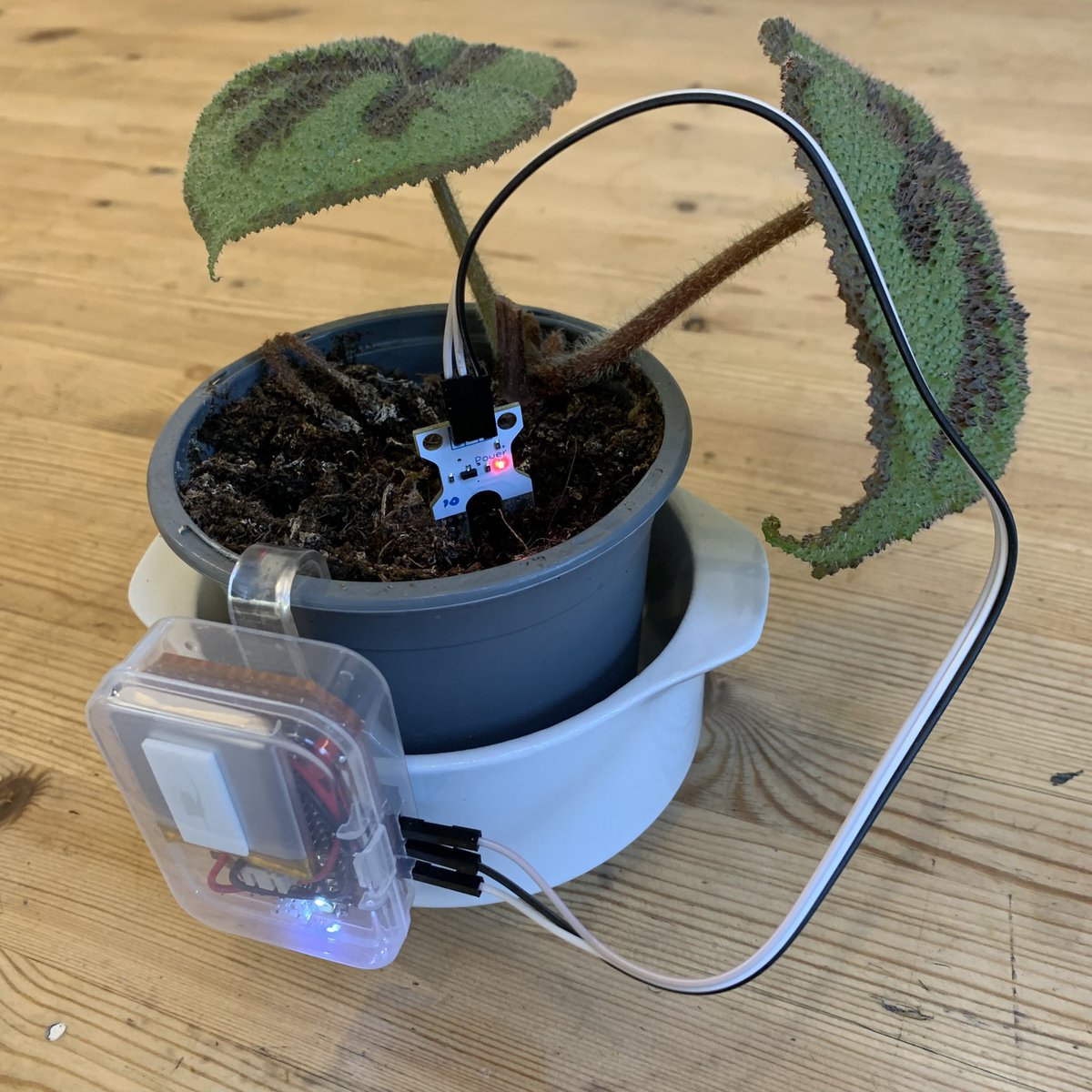 PaterPracticus's tweet photo. @TheMagPi Further progress on @Raspberry_Pi battery powered plant water monitor. Still haven’t optimised DeepSleep, but this is where I’ve got to https://t.co/WLIw2GAsyc #PiDay #MonthOfMaking #MagPiMonday https://t.co/ssZ0Viil3L