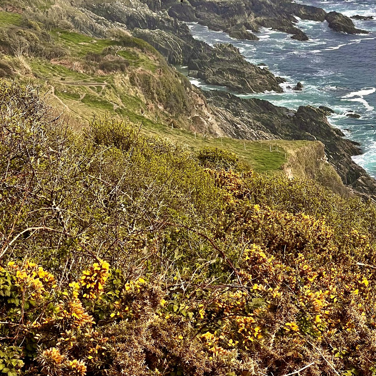 pollywalder's tweet photo. She clings
Scratching the earth
Gnarled trestles 
The sea’s symphonies spray, flicker and burn
Igniting her thorny flames https://t.co/JOZxvdjfdO