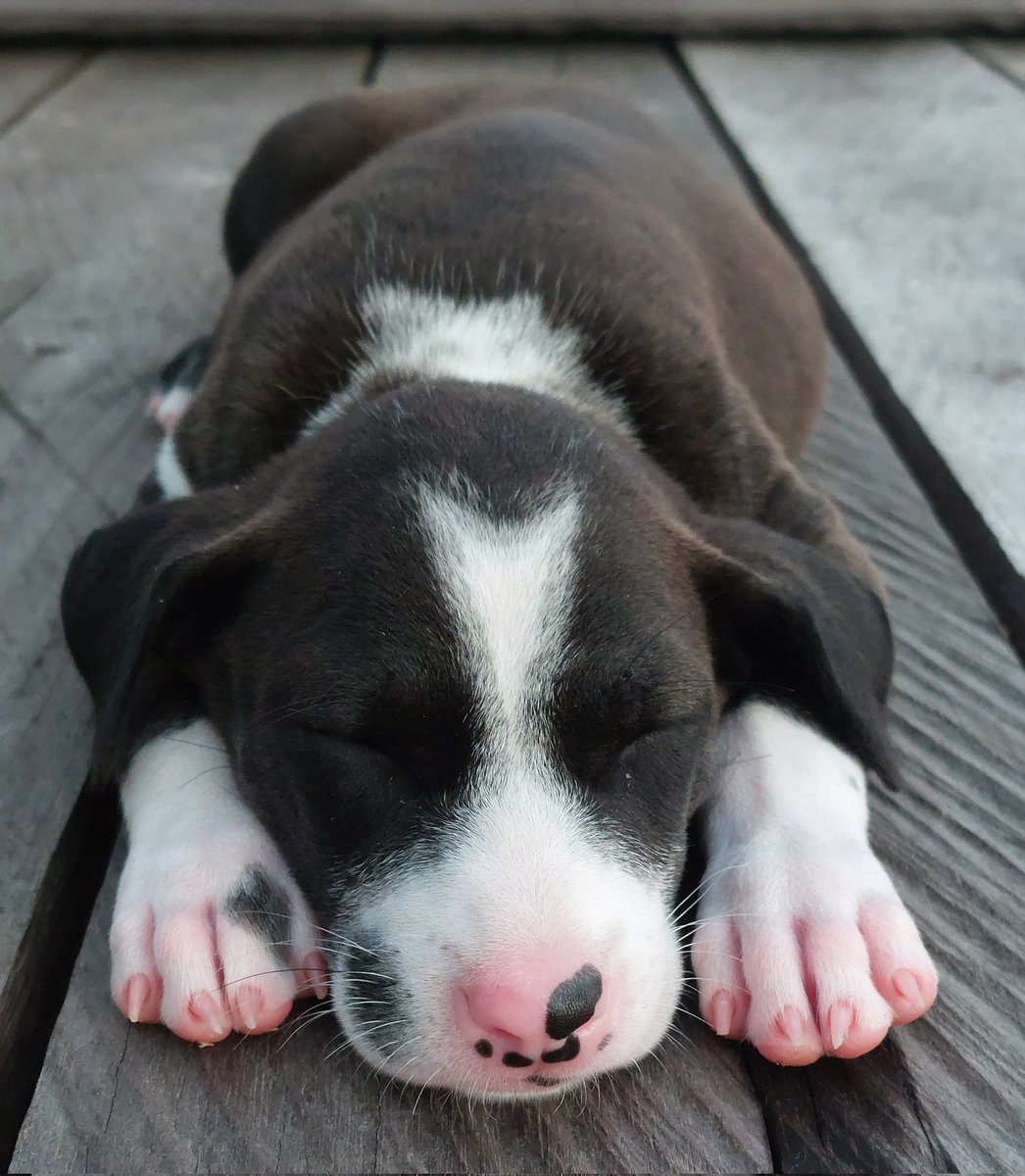 Wukirasih Sawondari tweet media