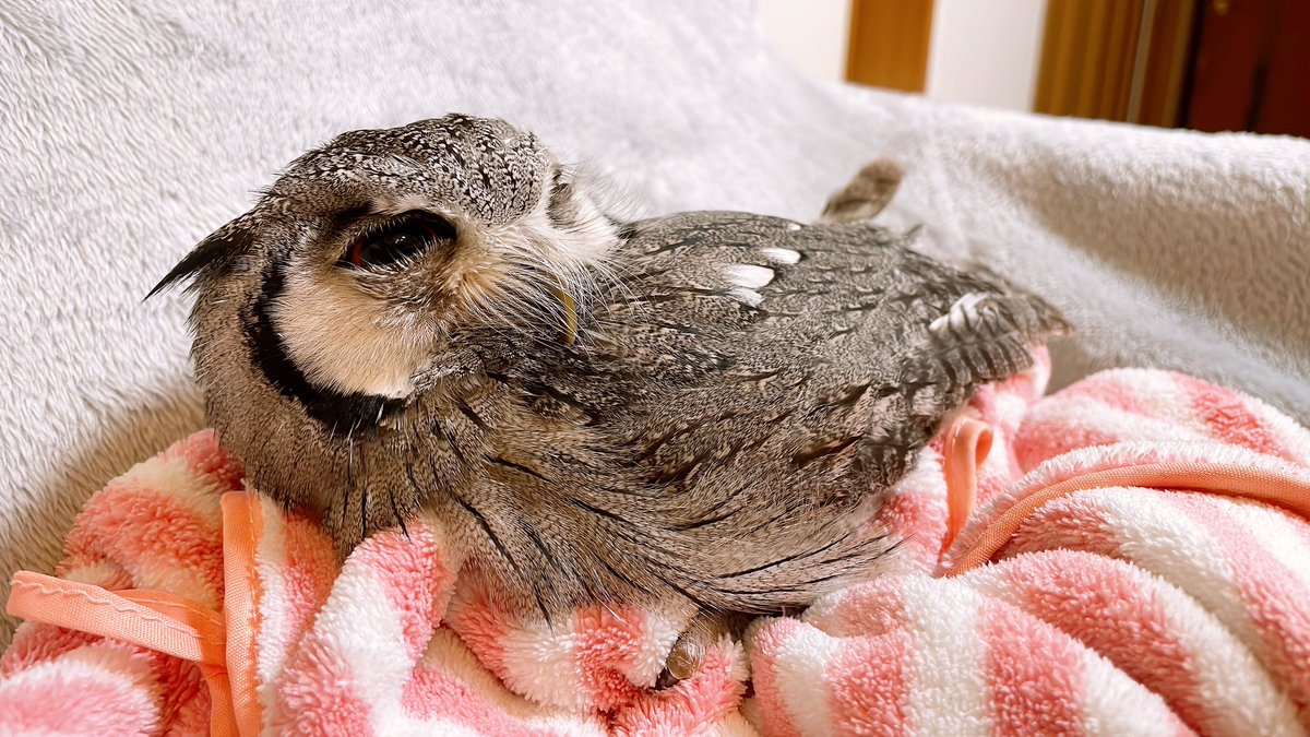 Jiji_owl's tweet photo. 尾羽がﾋﾟﾛｯ https://t.co/GmWLHW8y0G