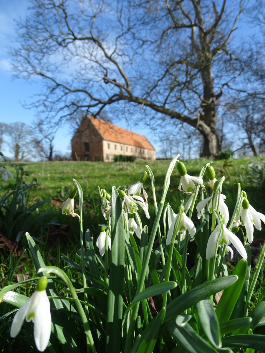 Last of the snowdrops at the old barn near Watton Priory #snowdrops #barn #17thcentury #watton #wattonpriory #wattonabbey #wolds #yorkshirewolds #eastriding #eastridingofyorkshire #lovewhereyoulive #march #bluesky #springiscoming