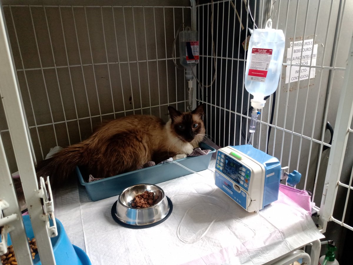 aalamounier's tweet photo. @gatinarios O laudo do raio X dando o diagnóstico da contusão pulmonar e da efusão pleural e umas fotinhas dele 🥺💙 Ele é o gato mais carinhoso que existe e é o amor da minha vida, por favor me ajudem a manter o tratamento! https://t.co/oMP3GsgTVl