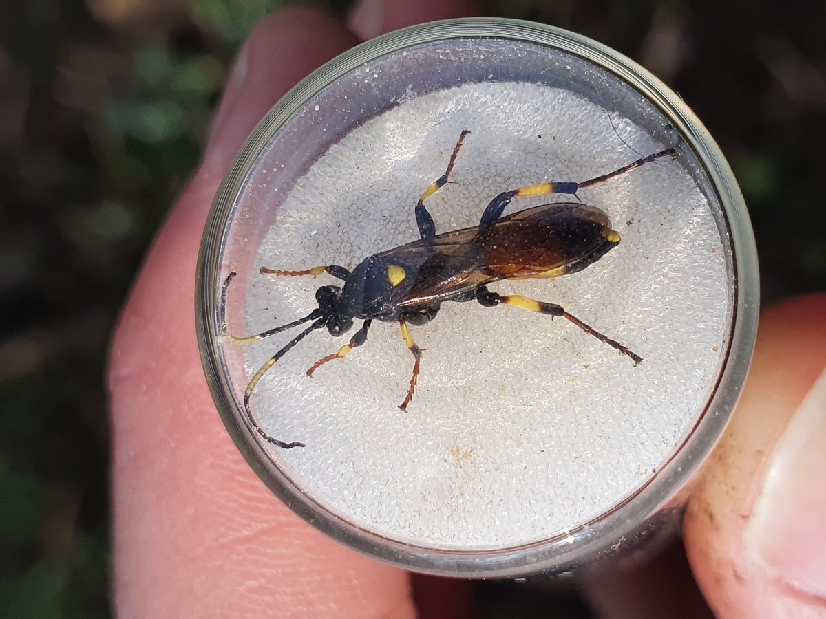 Direct observations of deadwood insects today with 2nd year Intro to #Ento students - great practical and heaps found! Sheltering ichneumonids and pentatomids, elaterid larvae and syrphid 'rat-tailed' maggots @EntoMasters <a href="/HarperAdamsUni/">Harper Adams University</a>
