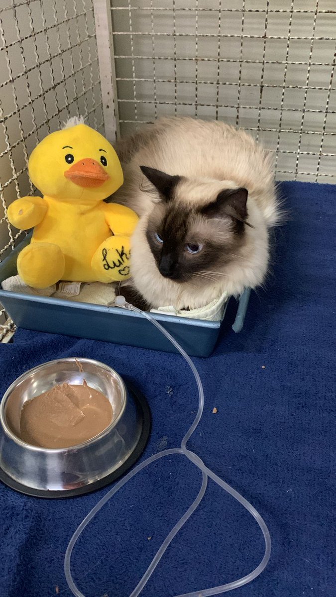 aalamounier's tweet photo. @choquei O laudo do raio X dando o diagnóstico da contusão pulmonar e da efusão pleural e umas fotinhas dele 🥺💙 Ele é o gato mais carinhoso que existe e é o amor da minha vida, por favor me ajudem a manter o tratamento! https://t.co/sRS7qLICjQ